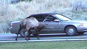 Bull elk ramming a car.
